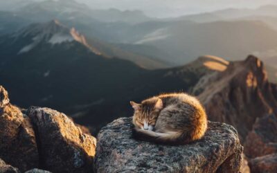 Why your body is tired – and what to do about it